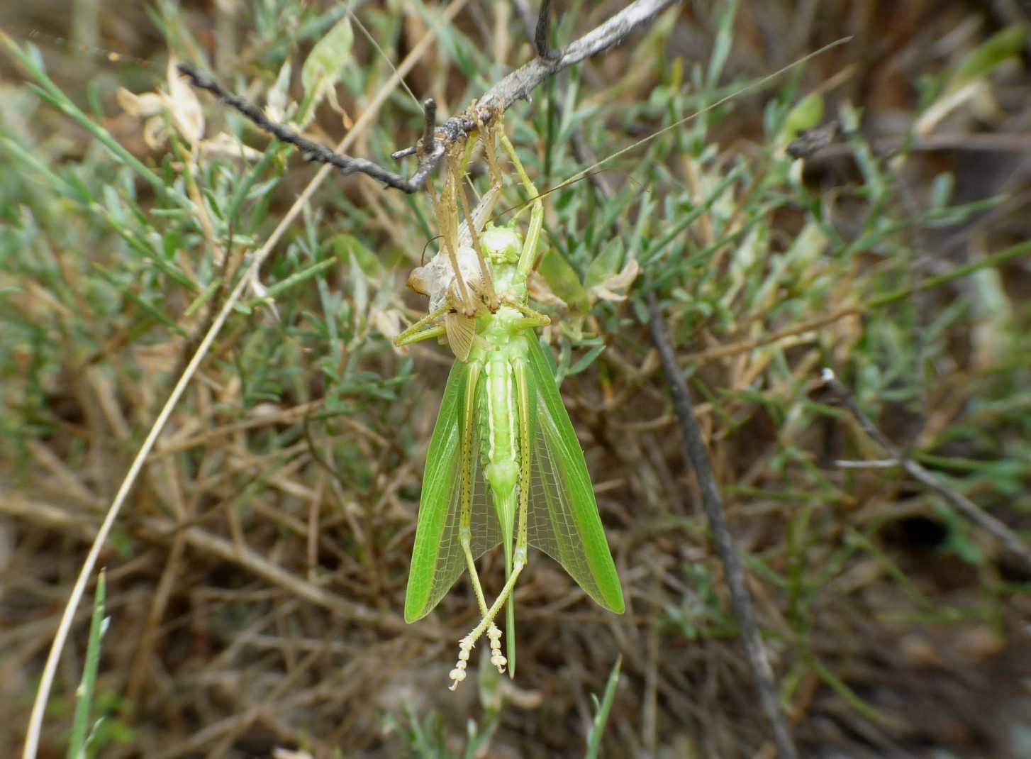 Tettigonia sp.: Ultima muta